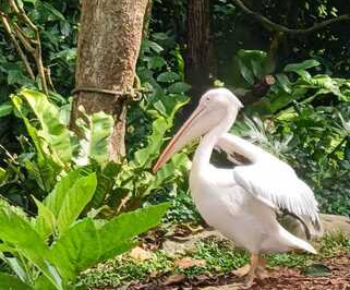シンガポール動物園 鳥の様子