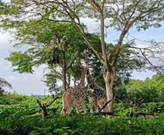 シンガポール動物園 きりんの様子